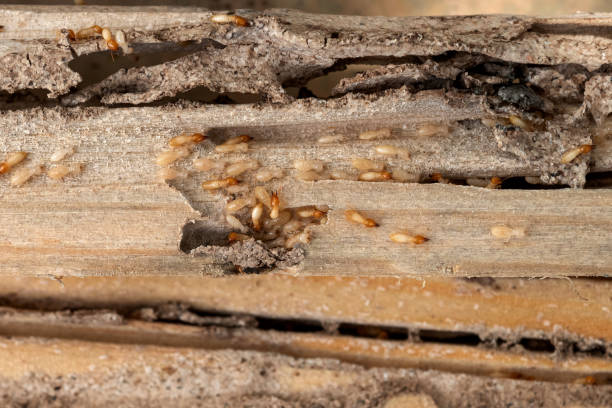 Best Pest Prevention Services  in Panora, IA