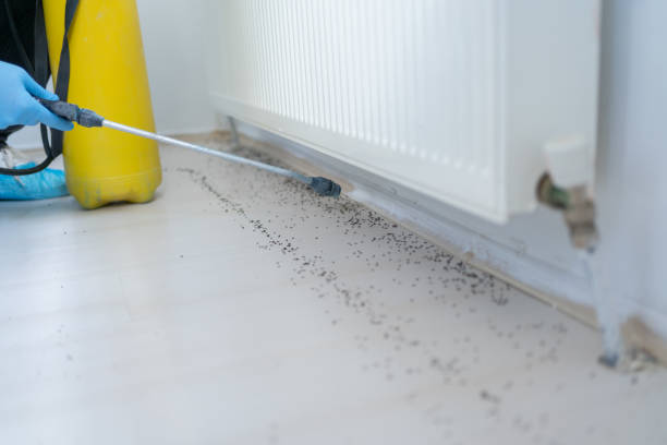 Best Cockroach Control Services  in Panora, IA