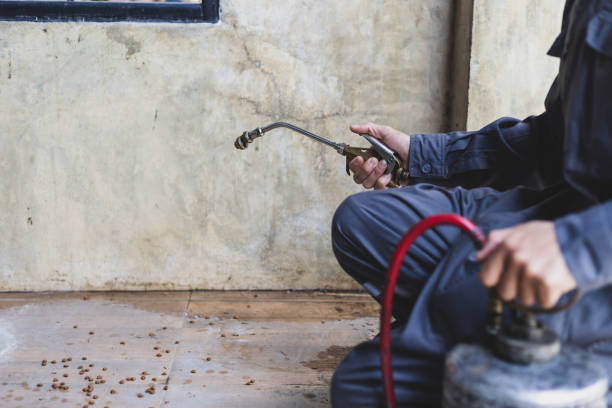 Best Ant Control Services  in Panora, IA